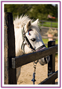 Lacys Cottage Riding School ~ Scrayingham