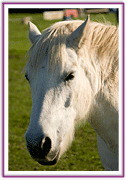 Lacys Cottage Riding School ~ Scrayingham