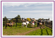 Lacys Cottage Riding School ~ Scrayingham