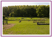 Lacys Cottage Riding School ~ Scrayingham